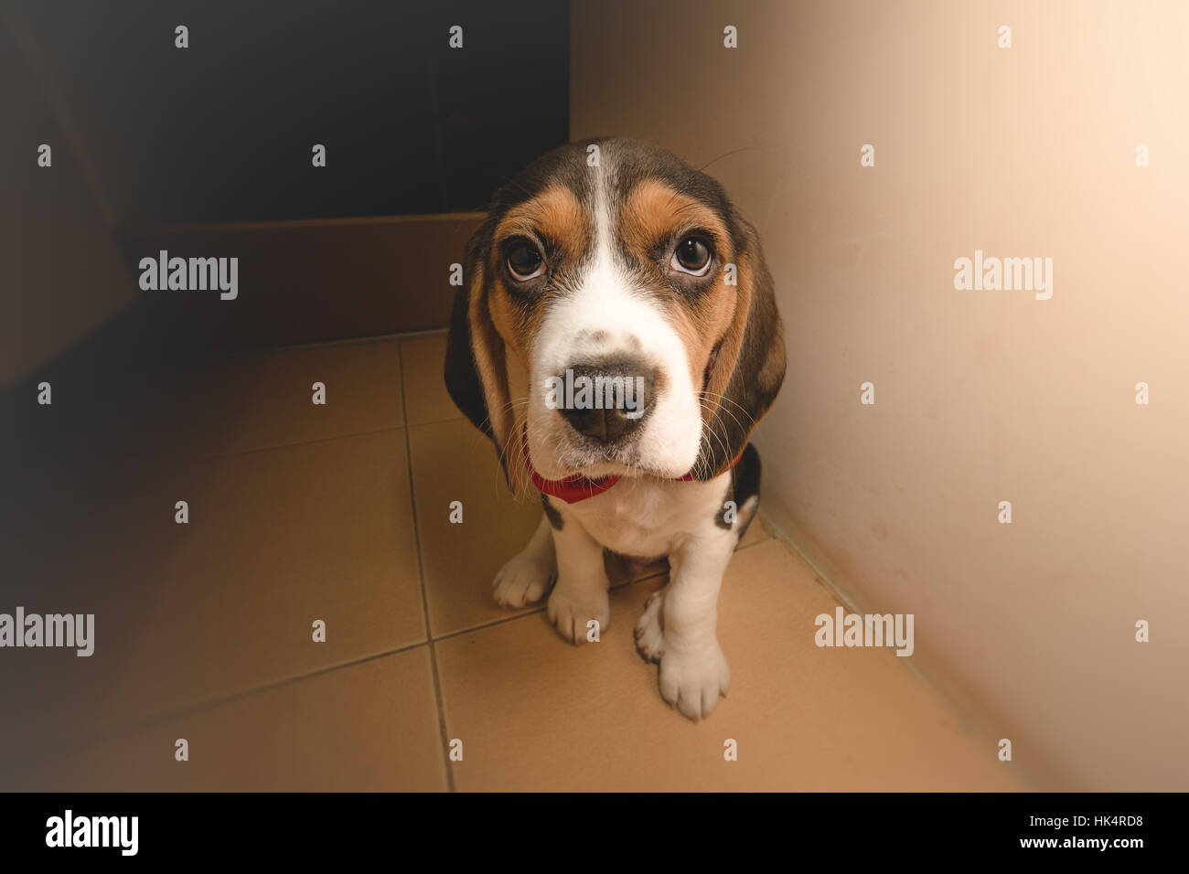 Cuteness Overload - Beagle cucciolo guardando la telecamera Foto Stock