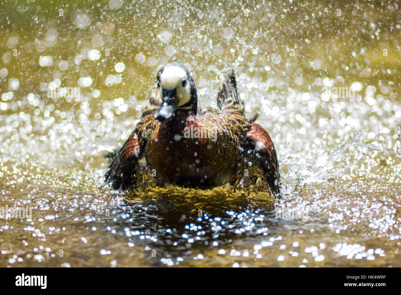 Animale, anatra, giardini zoologici, acqua fresca, stagno, acqua, natura, animali Foto Stock