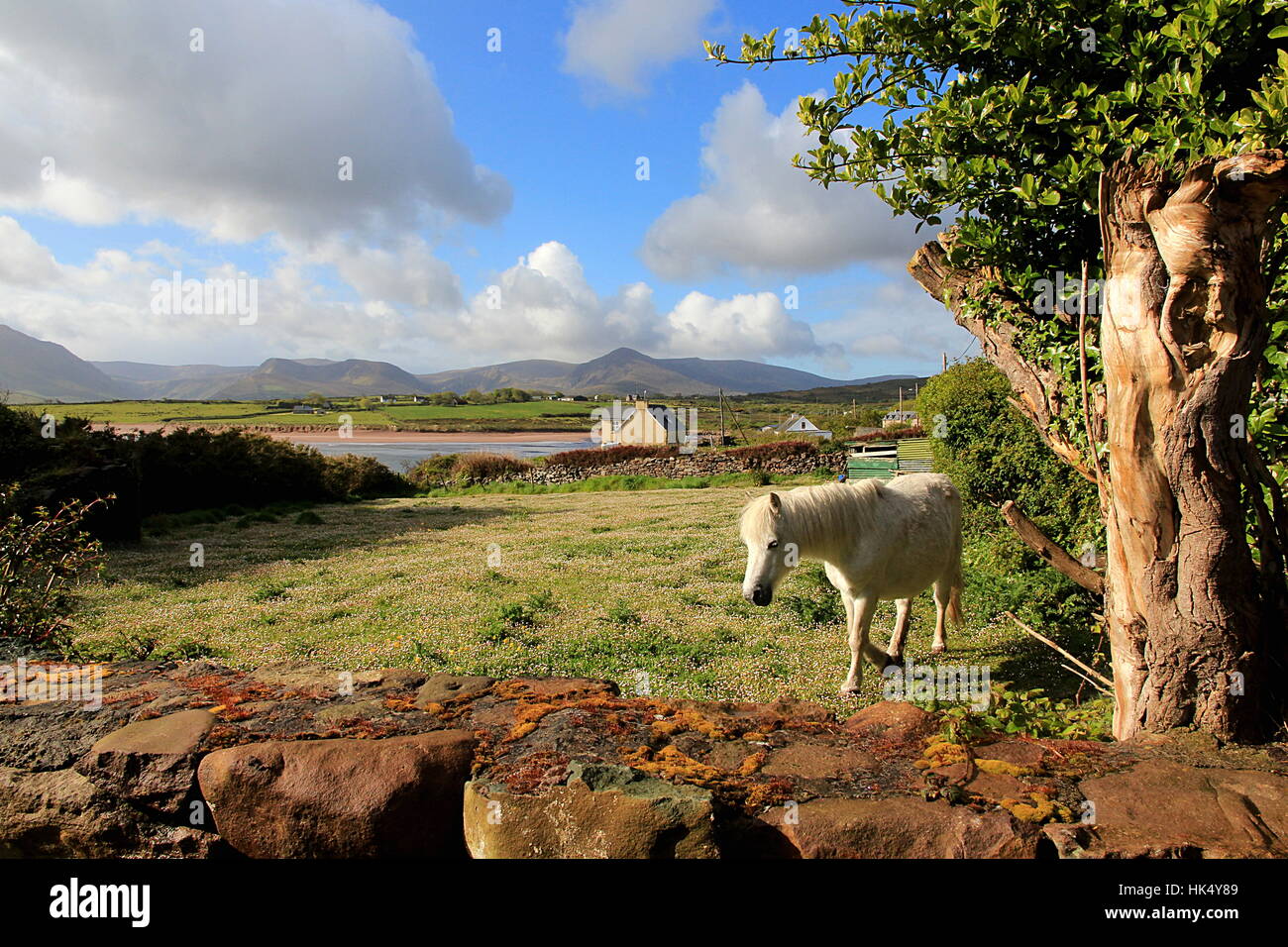 Cielo, paradise, vuoto, europeo, caucasica, parete, cavallo, pony, Bay, l'Irlanda, Foto Stock