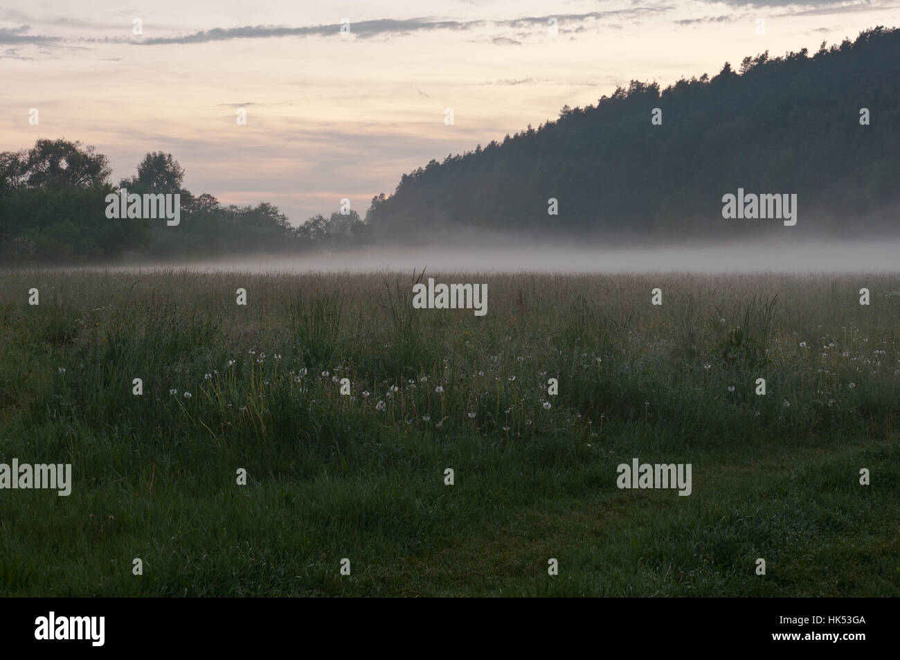 La nebbia, estate, summerly, sera, prato, tramonto, nebbia, estate, summerly, sera, Foto Stock