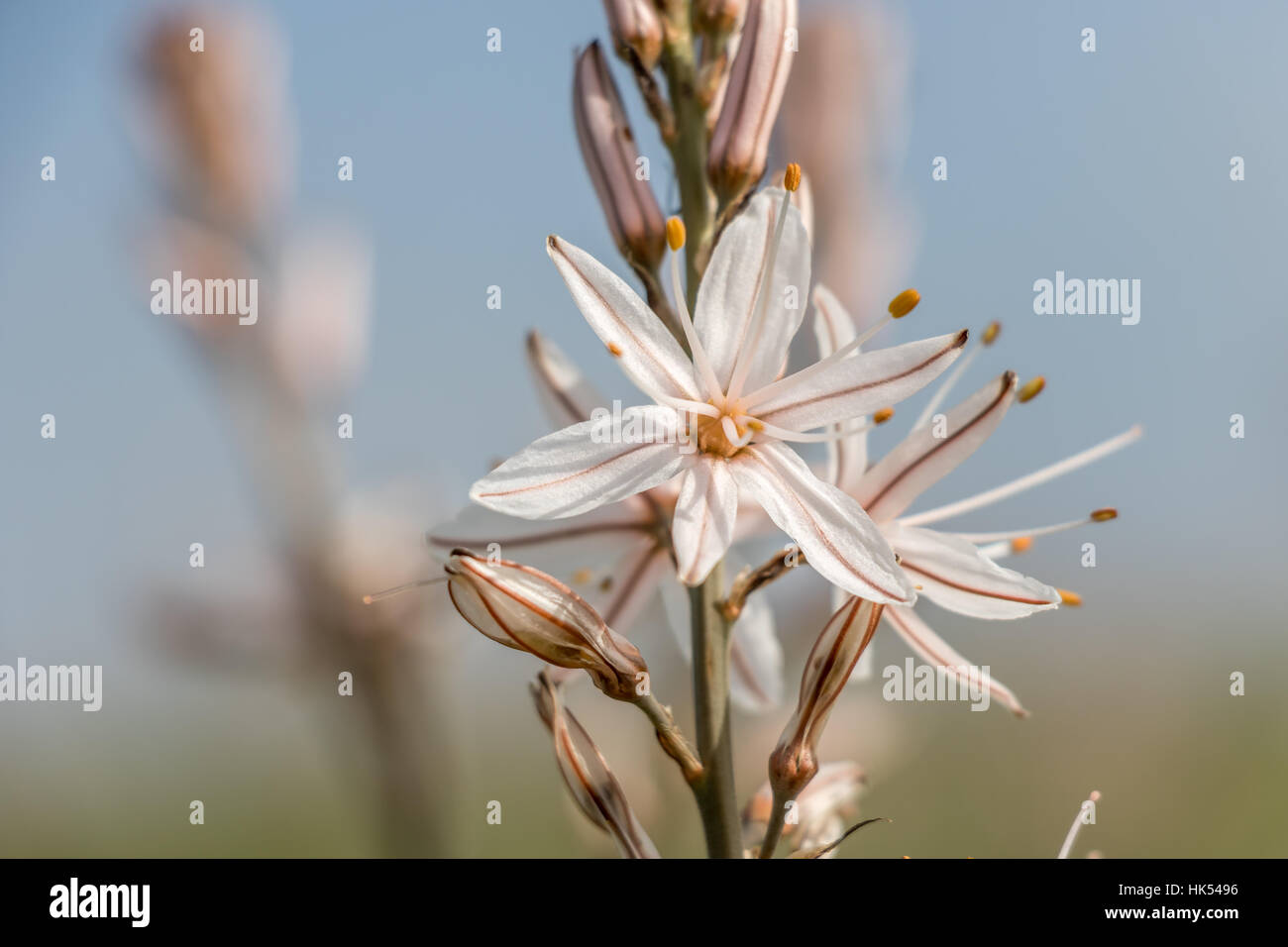 Close-up squill su fiori in Israele Foto Stock