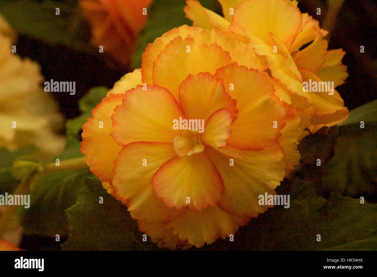 Fiori australiani Foto Stock