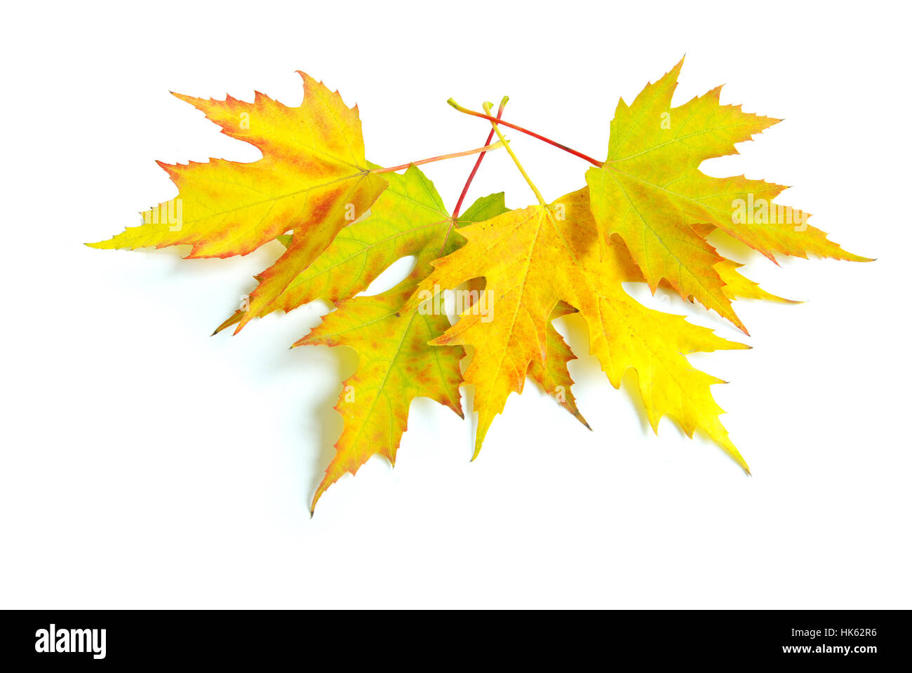 Foglia, isolato, colore, albero, vacanza, vacanze, vacanze, marrone, Foto Stock