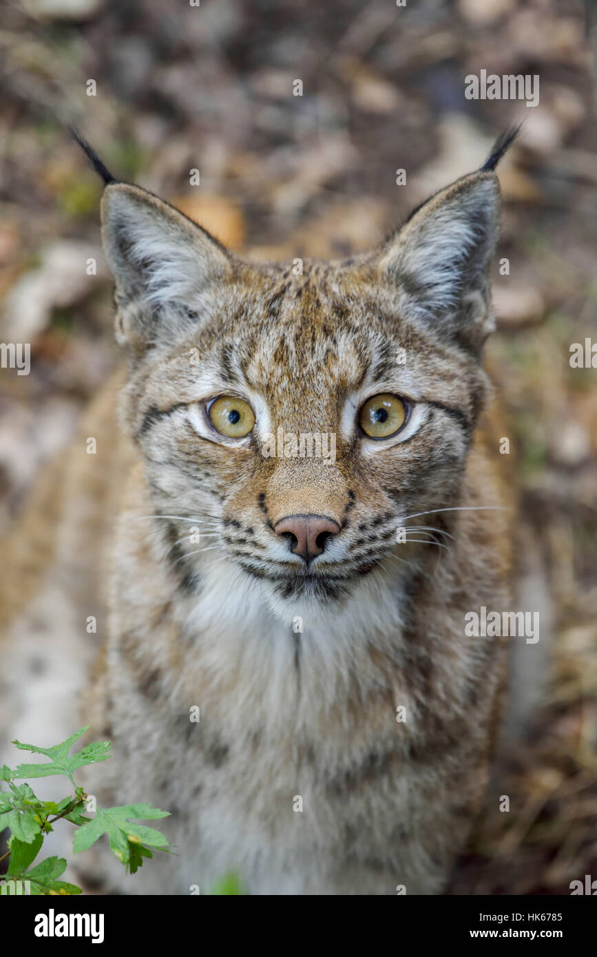 Eurasian (Lynx Lynx lynx), ritratto, Parc Animalier de Sainte-Croix, vicino a Rodi, Moselle, Lorena, Francia Foto Stock