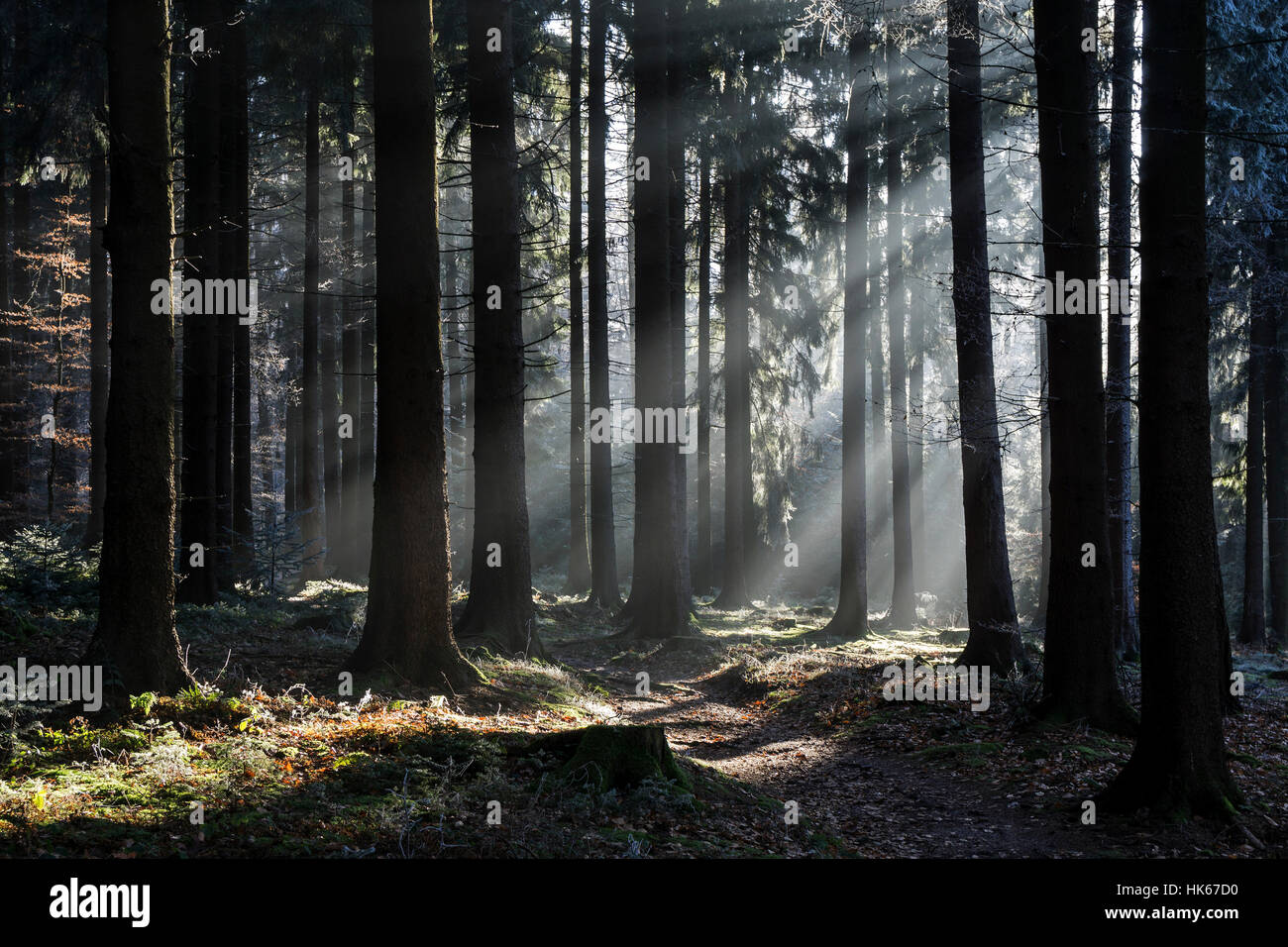 Raggi di sole brillare attraverso tronchi di albero della foresta di abete rosso, retroilluminazione, Dossenheim, Baden-Württemberg, Germania Foto Stock