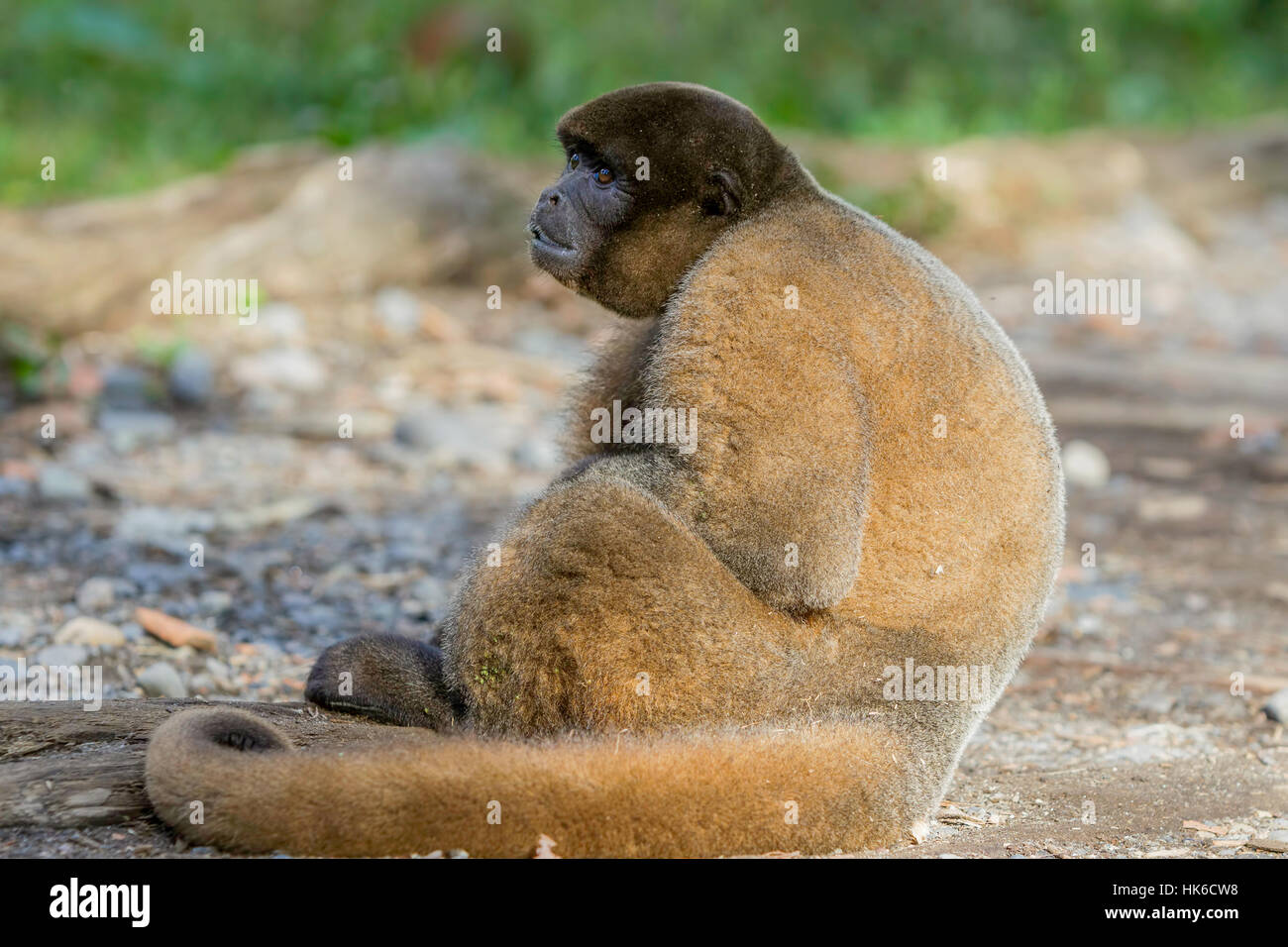 Close-up di una scimmia, foresta amazzonica, Sud America Foto Stock