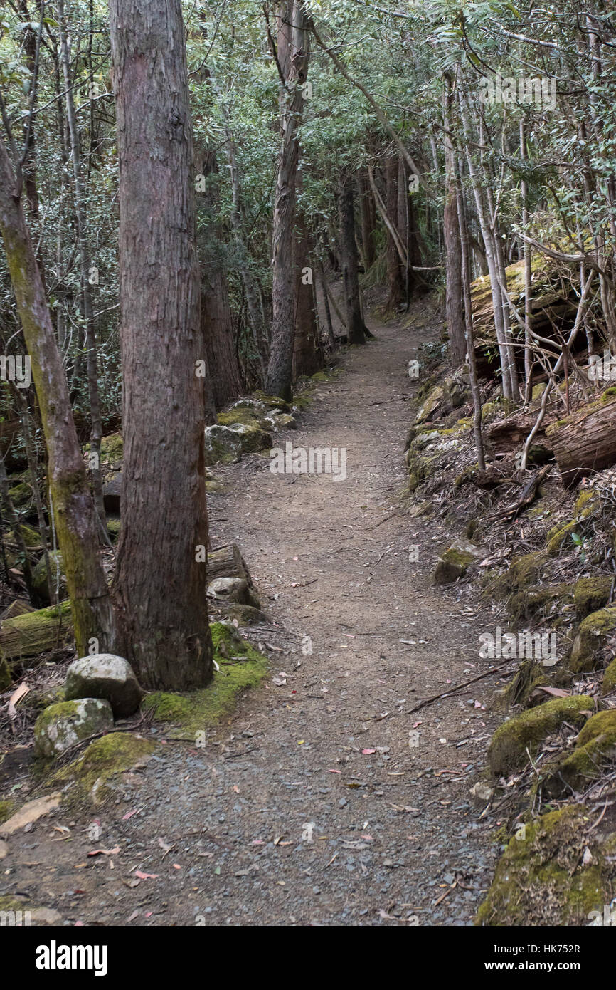 Valle Lenah via avvolgimento attraverso il bosco montano sul Monte Wellington, Tasmania, Australia Foto Stock