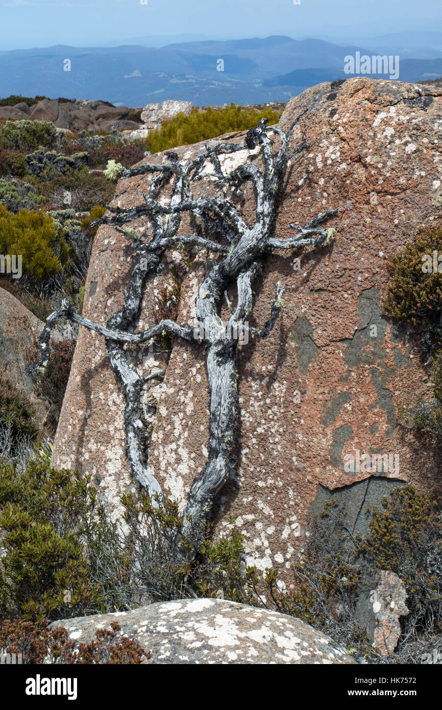 Resti scheletrici di un albero che è stato crescere il lato al riparo di una roccia, Monte Wellington, Tasmania, Australia Foto Stock