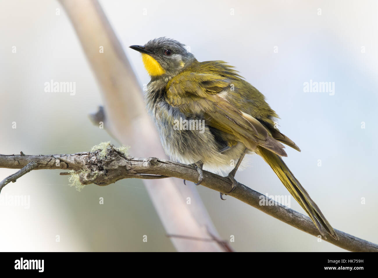 Giallo-throated Honeyeater (Lichenostomus flavicollis) Foto Stock
