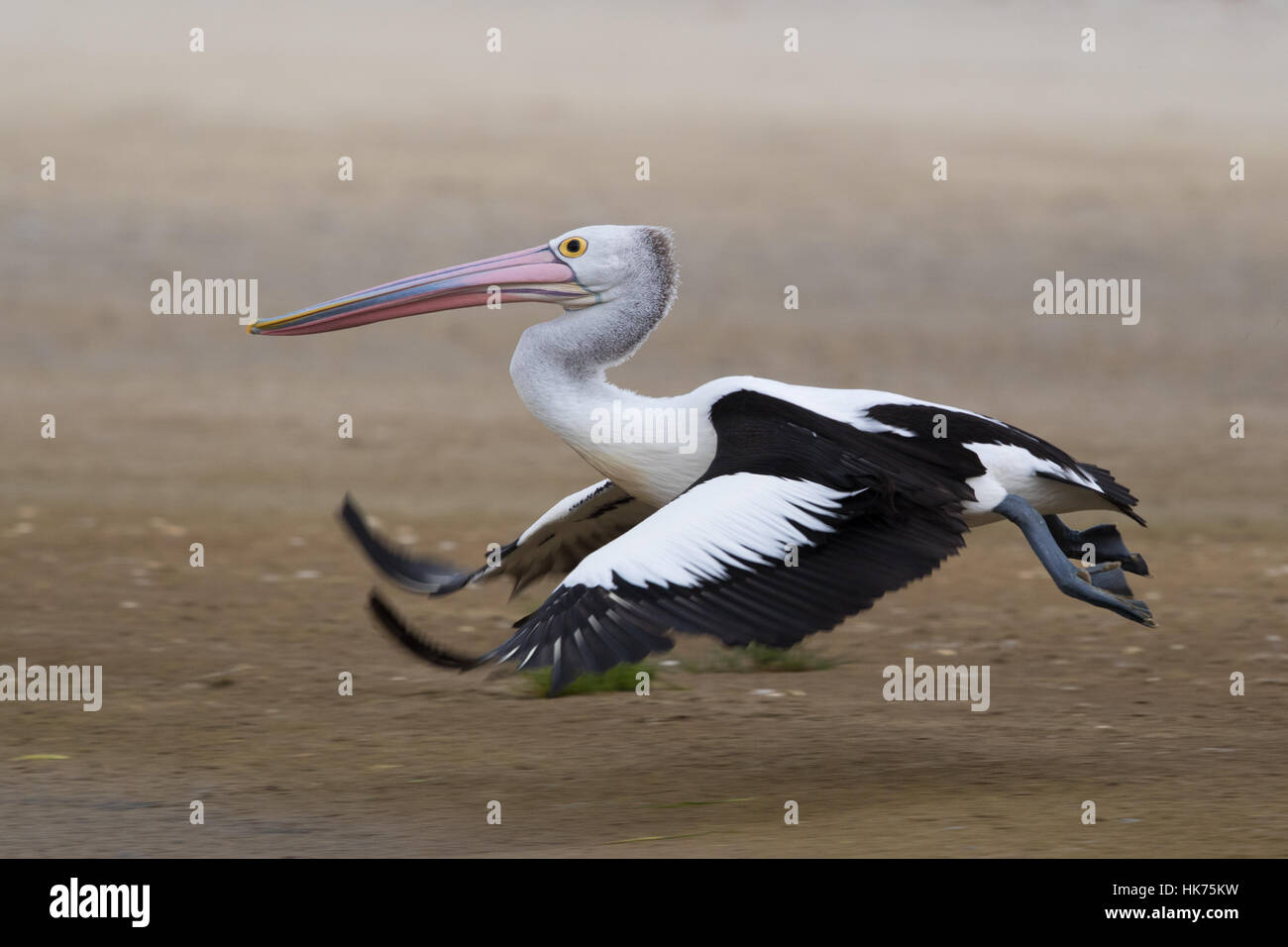Pellicano australiano (Pelecanus conspicillatus) il decollo da una spiaggia fangose Foto Stock