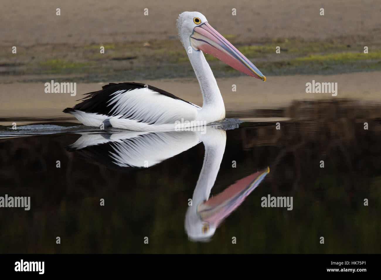 Pellicano australiano (Pelecanus conspicillatus) nuotare in una laguna cristallina Foto Stock