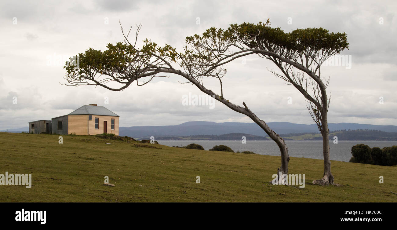 Vecchia colonia penale edificio dietro un paio di alberi spazzate dal vento su Maria Island, Tasmania Foto Stock