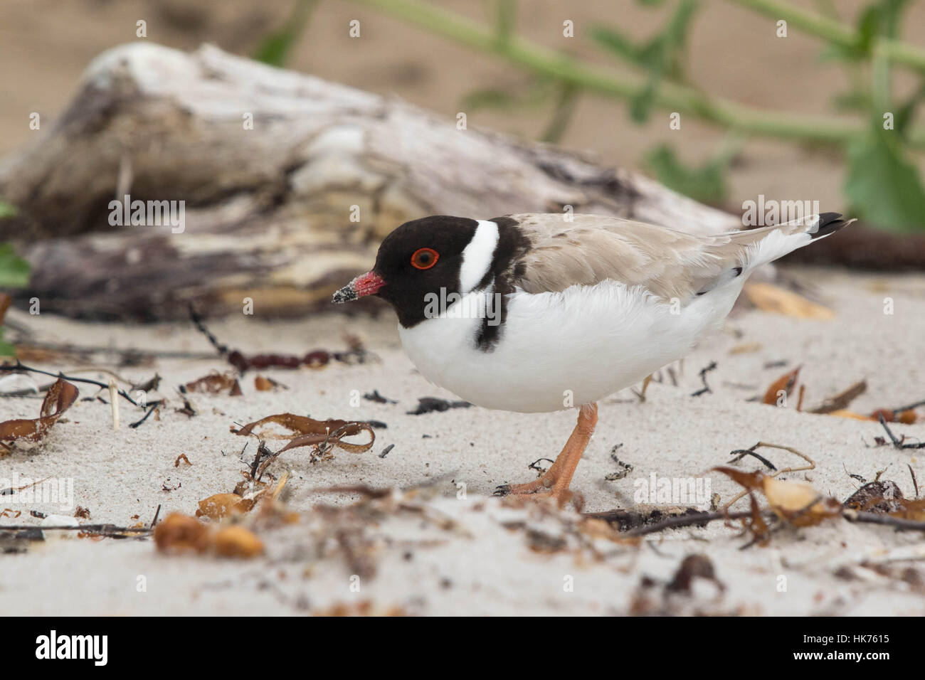 Plover incappucciati (Thinornis rubricollis) sulla marea-linea di una spiaggia sabbiosa Foto Stock