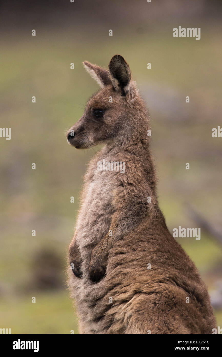 Giovane femmina grigio orientale Canguro (Macropus giganteus) Foto Stock