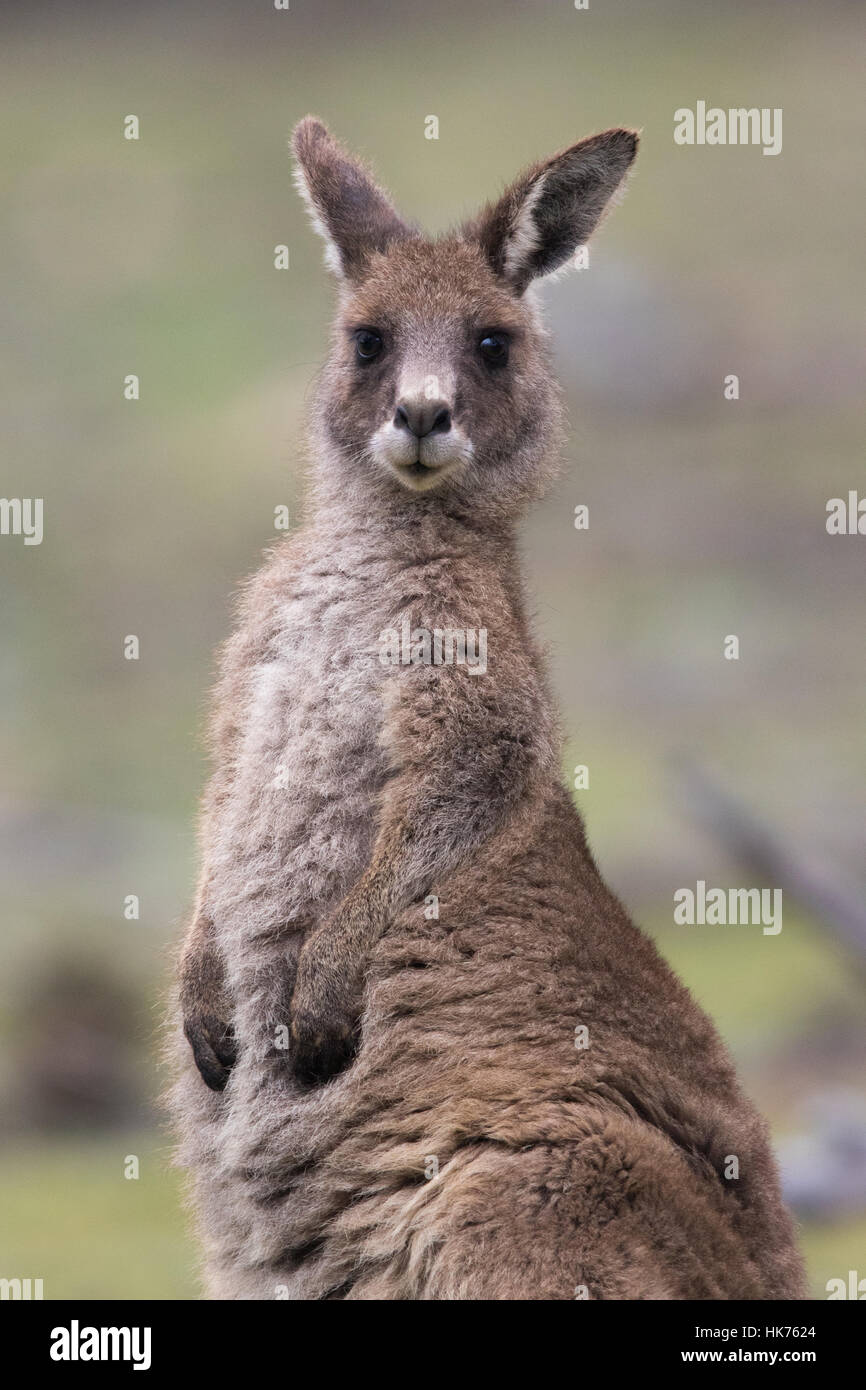 Giovane femmina grigio orientale Canguro (Macropus giganteus) Foto Stock