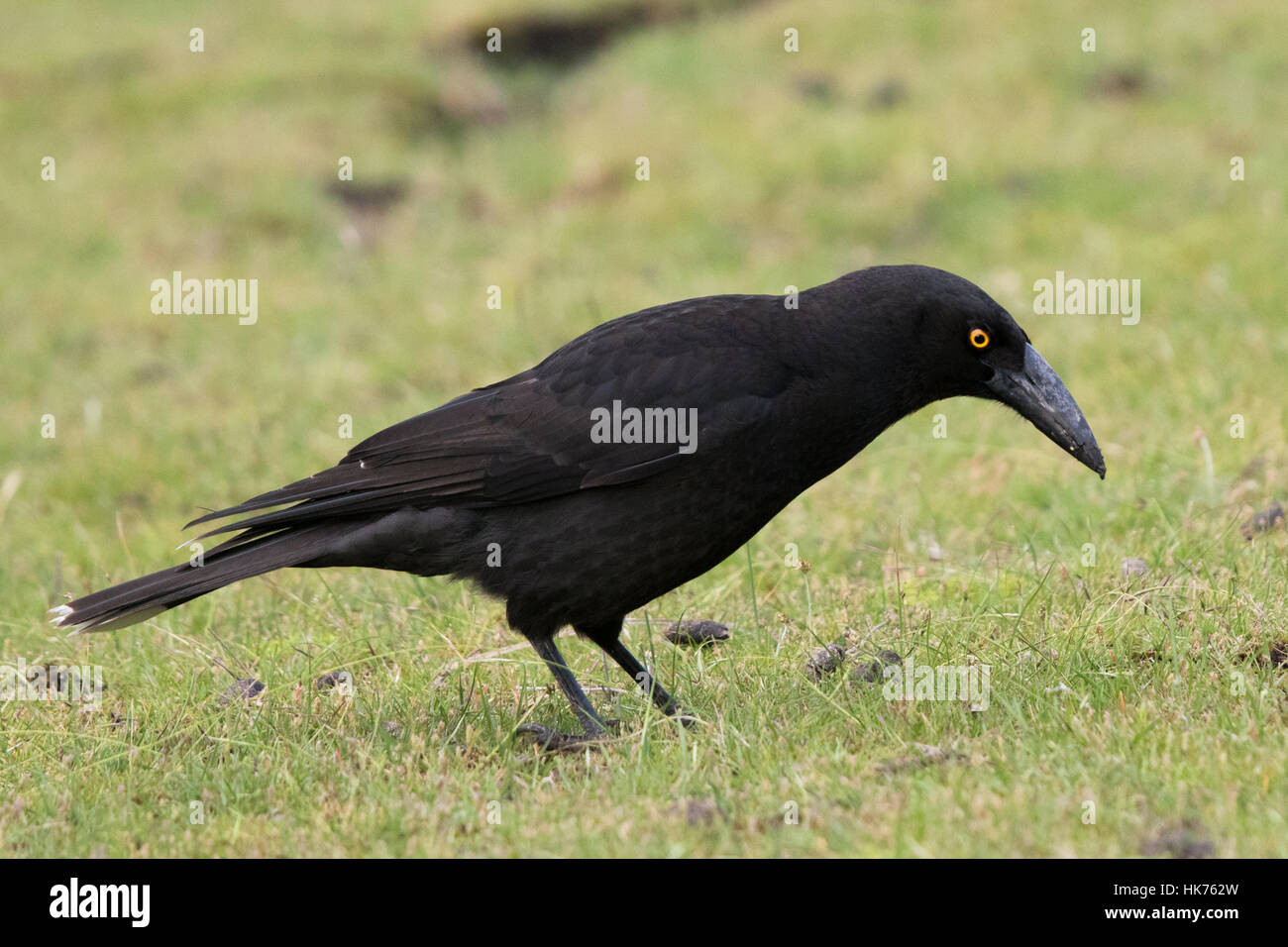 Nero (Currawong Strepera fuliginosa) foraggio per gli insetti in erba corta Foto Stock