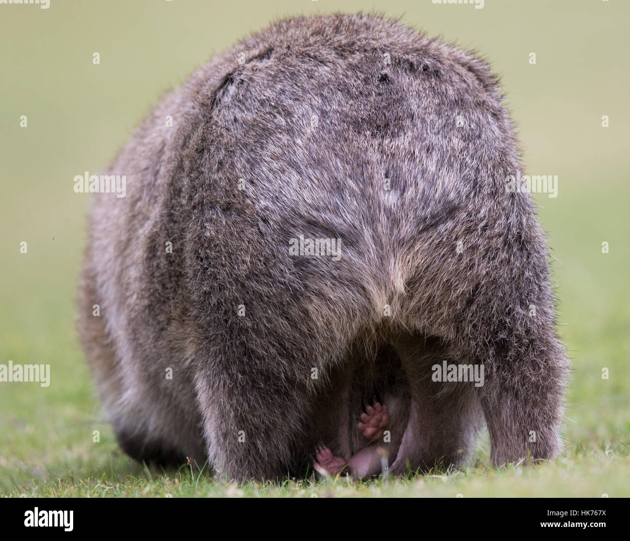 Femmina Wombat comune (Vombatus ursinus) con i piedi dei suoi giovani fuori della sua custodia Foto Stock