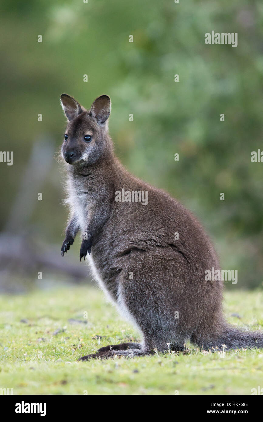 Giovani femmine Bennett's Wallaby (Macropus rufogriseus rufogriseus) Foto Stock