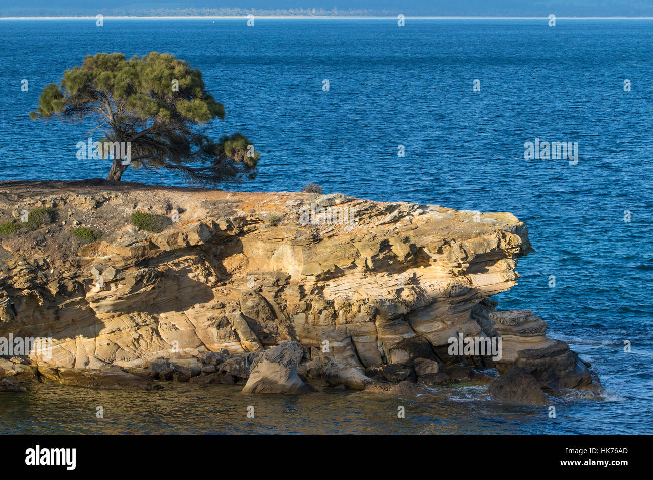 Lone Tree sulla parte superiore del dipinto di scogliere a Maria Island, Tasmania, Australia Foto Stock