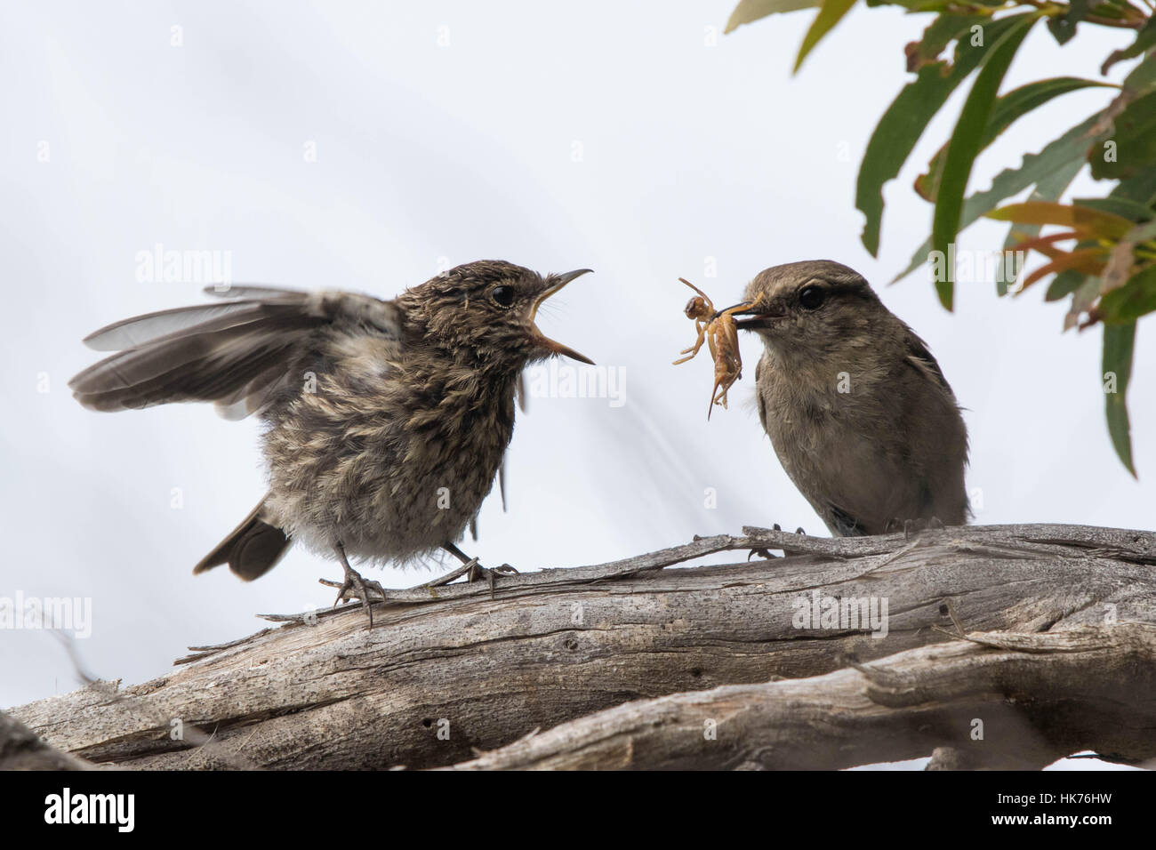 I capretti Dusky Robin (Melanodryas vittata) essendo alimentato il grillo dal suo genitore Foto Stock