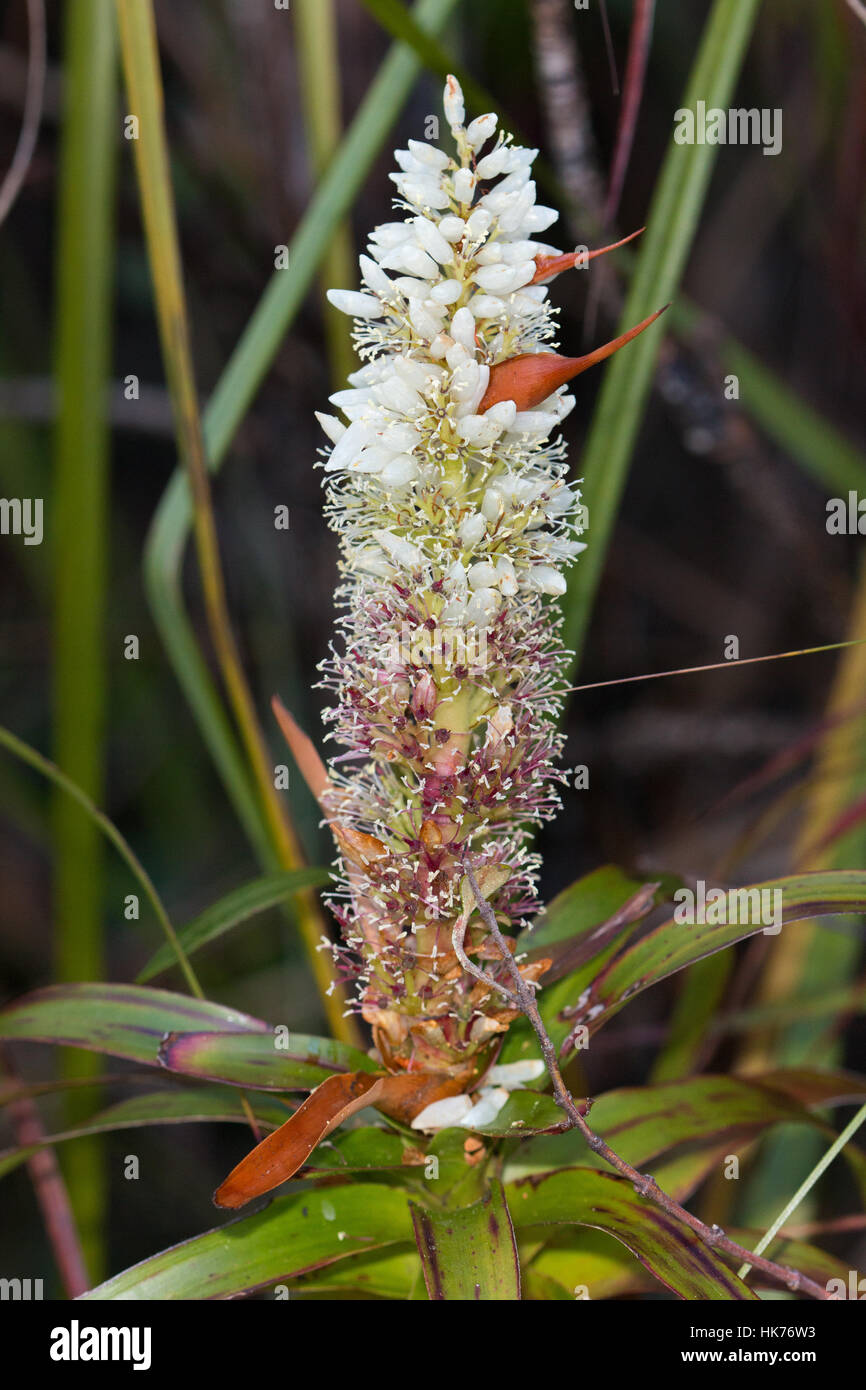 Ananas candleheath (Richea dracophylla) fiore Foto Stock