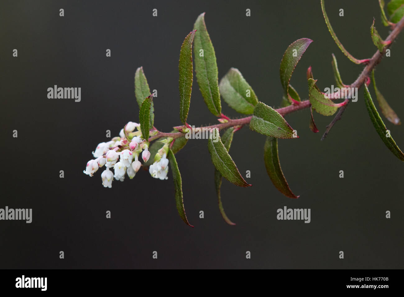 Snowberry (Gaultheria hispida) Fiori Foto Stock