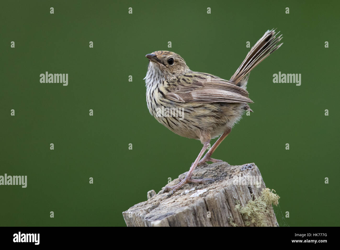 Fieldwren striato (Calamanthus fuliginosus) appollaiato sulla cima di un fencepost Foto Stock