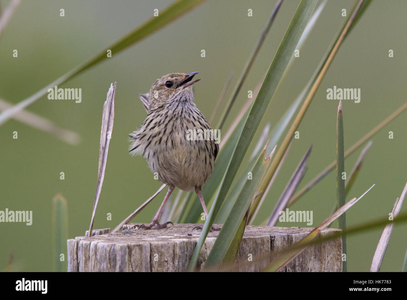 Fieldwren striato (Calamanthus fuliginosus) cantare dalla cima di un fencepost in una giornata di vento Foto Stock