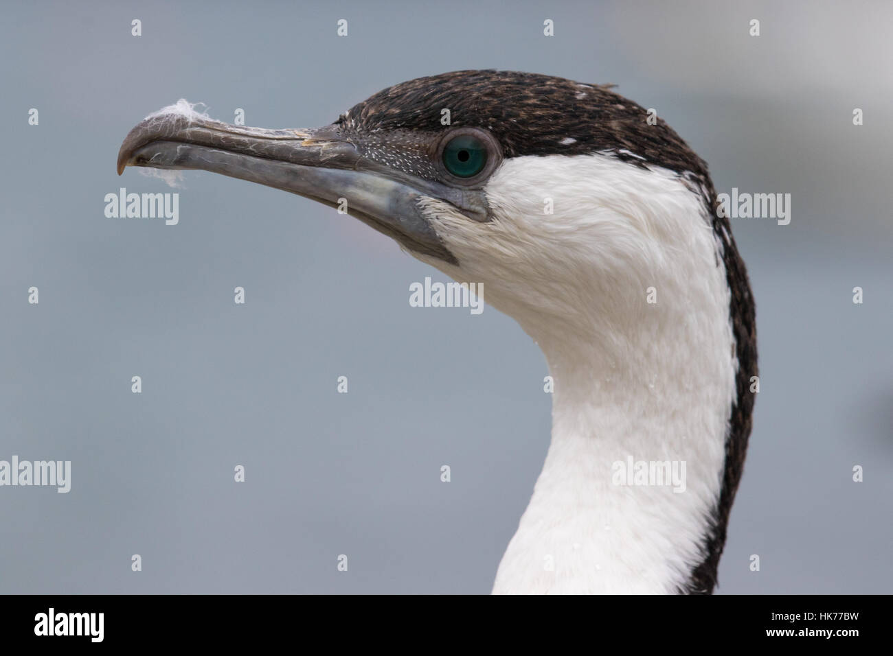 Colpo di testa di un nero di fronte cormorano (Phalacrocorax fuscescens) Foto Stock