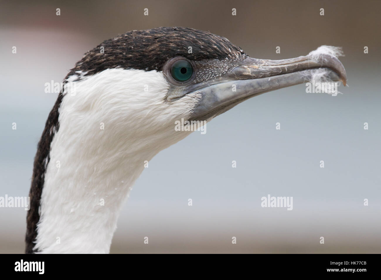Colpo di testa di un nero di fronte cormorano (Phalacrocorax fuscescens) Foto Stock