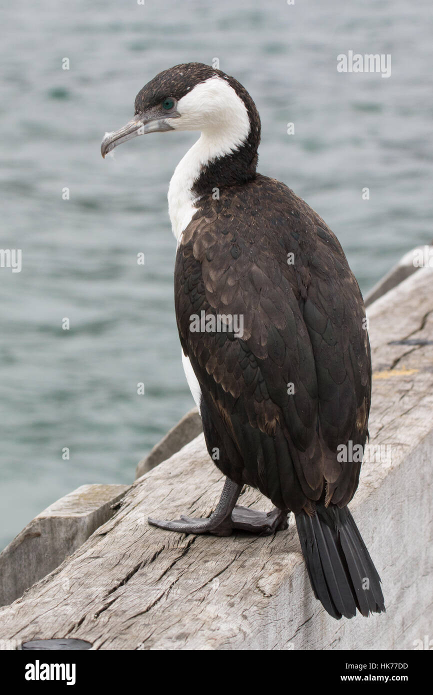 Nero-di fronte cormorano (Phalacrocorax fuscescens) seduto su di un molo di pesca Foto Stock