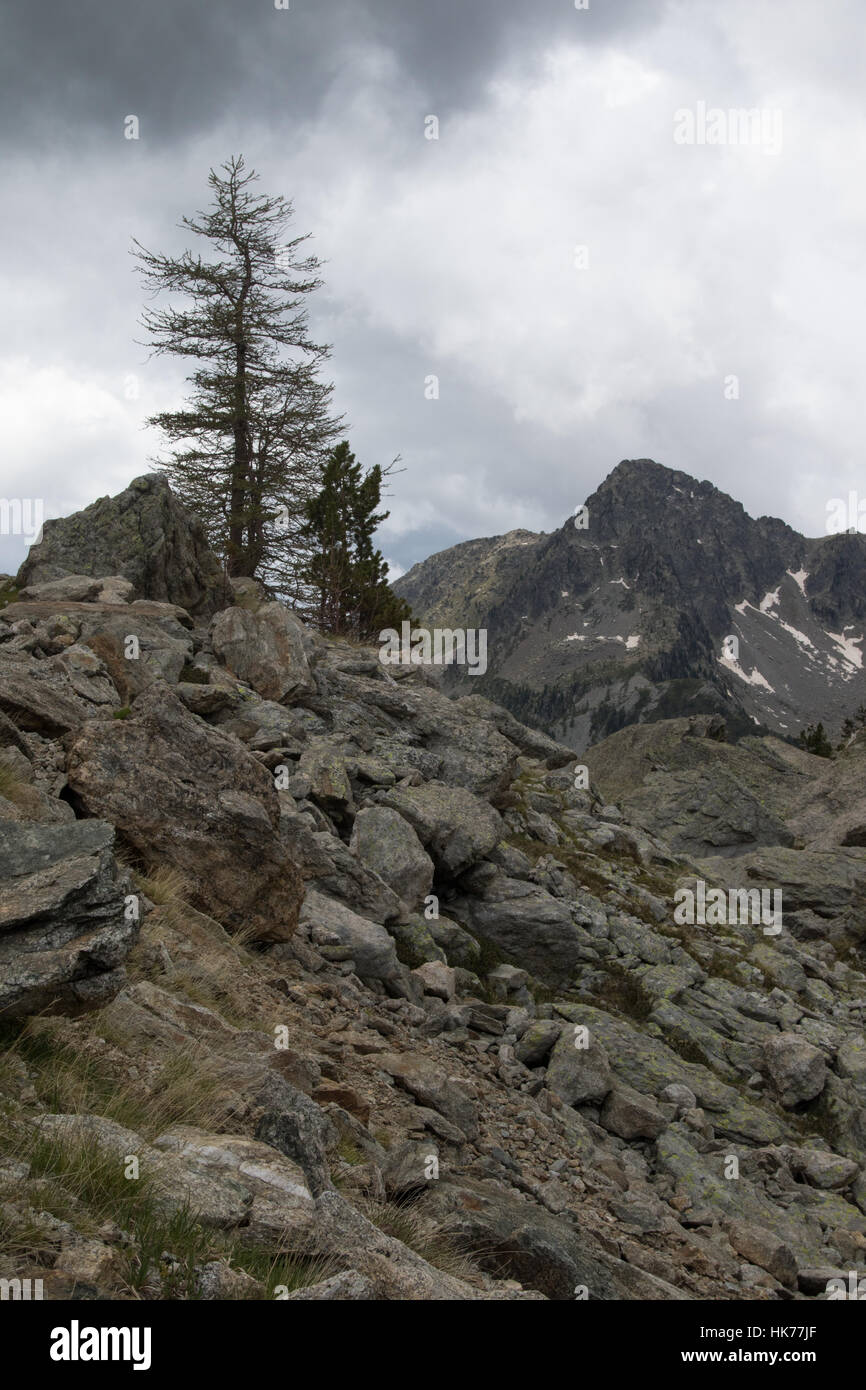 Lone Pine tra i campi di boulder di alta montagna nel Parco Nazionale del Mercantour, Francia Foto Stock