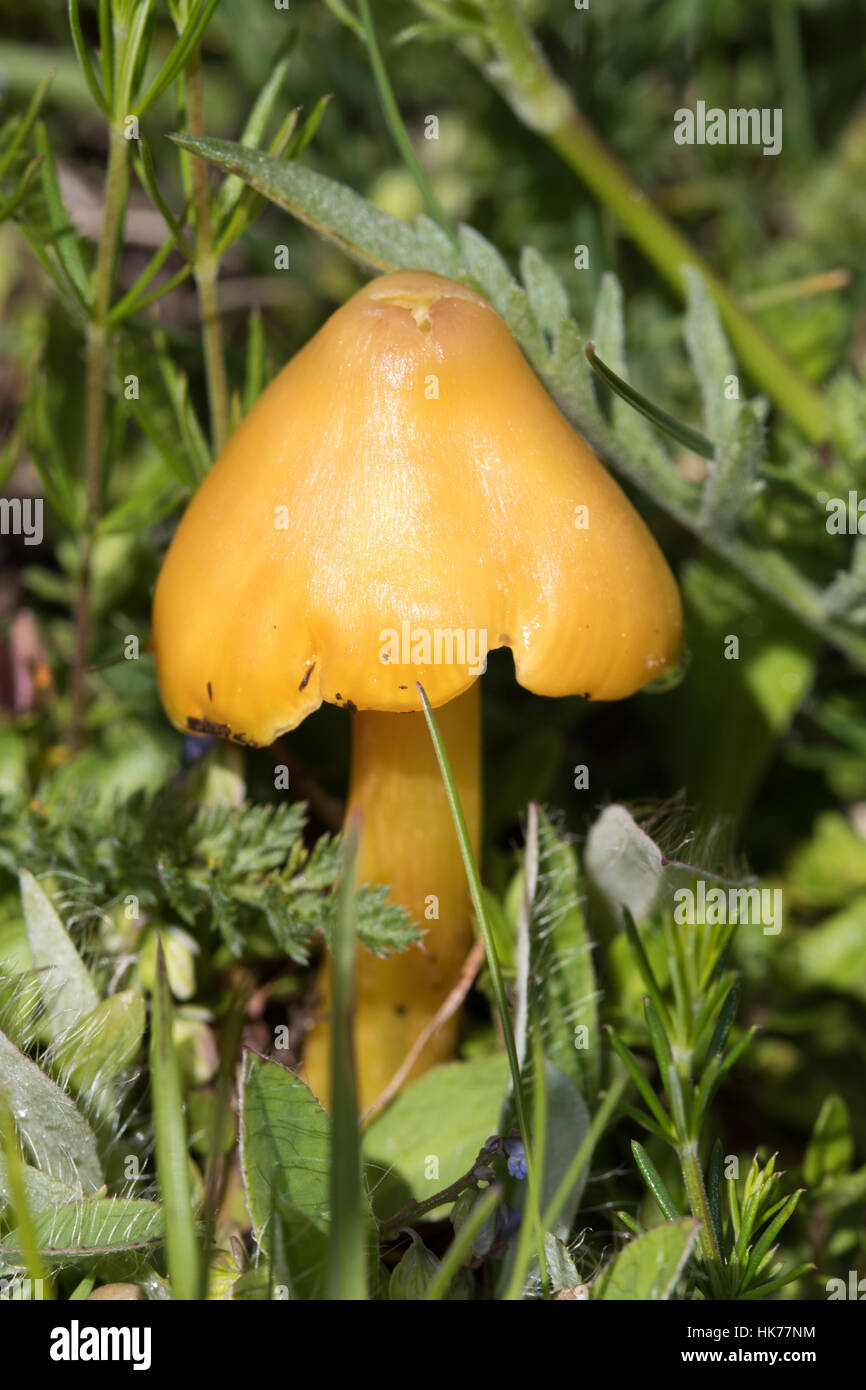 Persistente (Waxcap Hygrocybe persistens) cresce in un prato alpino, Provenza, Francia Foto Stock