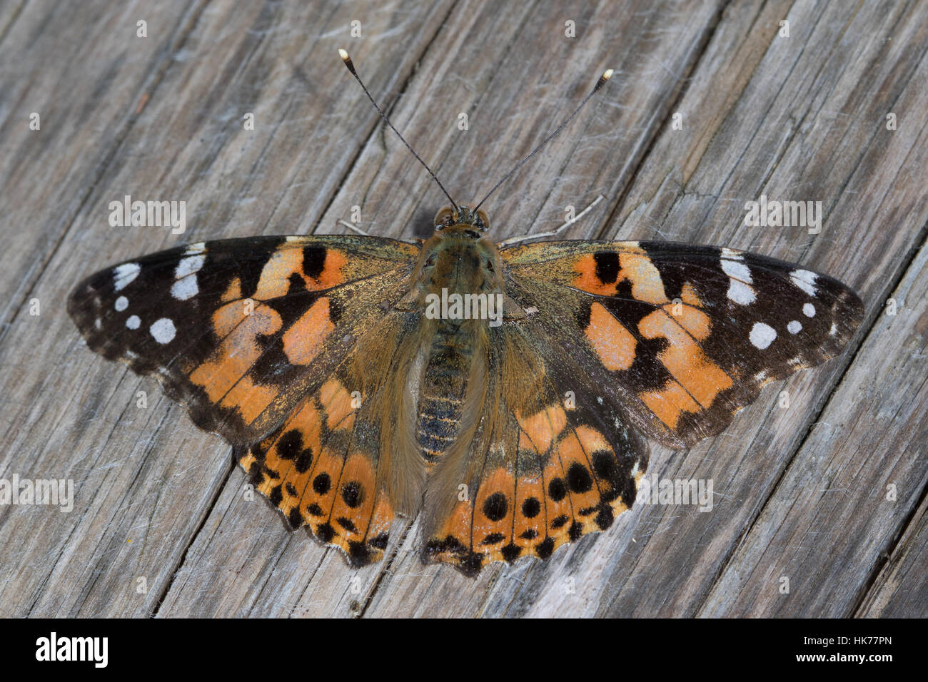 Dipinto di Lady (Vanessa cardui) crogiolarvi al sole su una tavola di legno Tavolo picnic Foto Stock