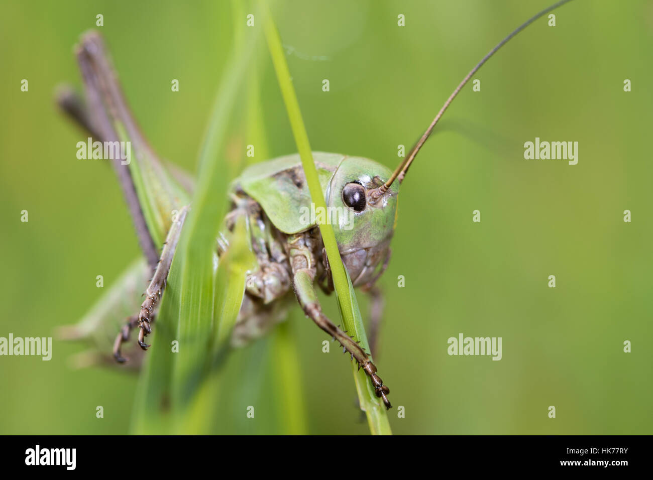Bush-cricket sp. (Tettigoniidae), sulle Alpi francesi, Francia Foto Stock