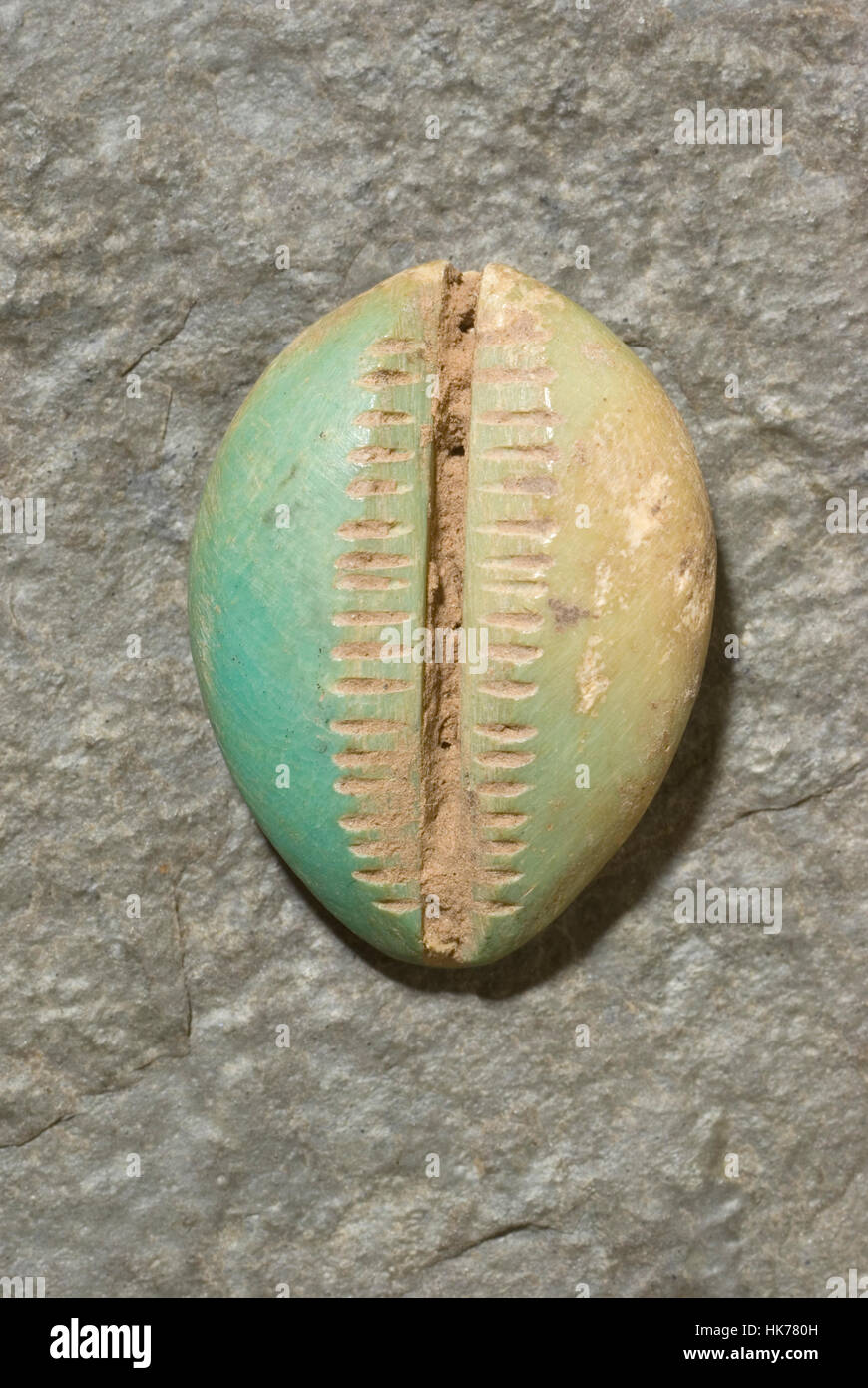 Cinese Antica Shell Cowrie imitazione in osso. Foto Stock