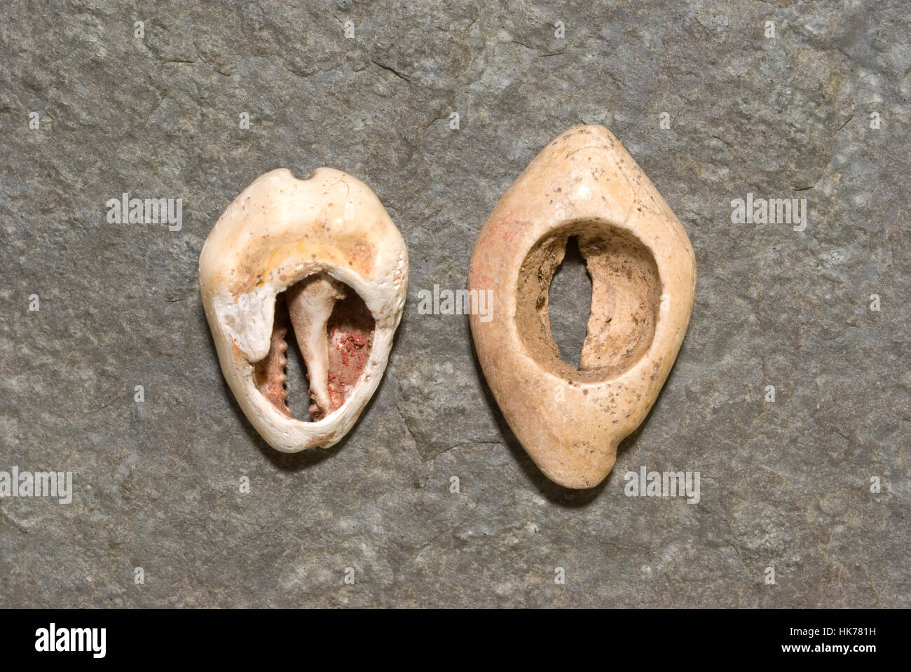 Antichi cinesi Cowrie Shell e imitazione in pietra. Foto Stock