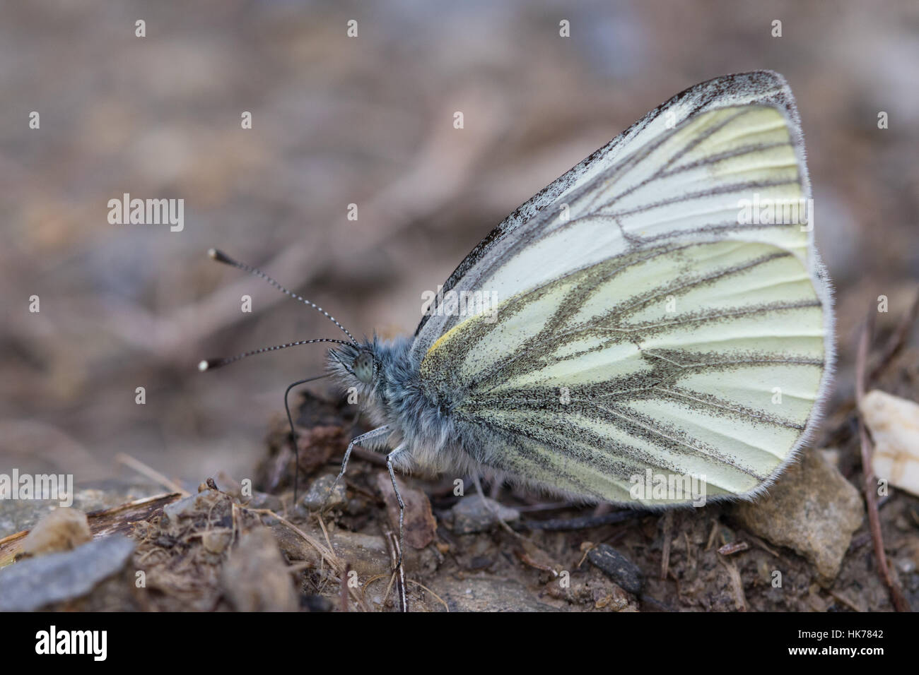 Dark-venato bianco (Sarcococca bryoniae) farfalla alimentazione su minerali dal terreno umido Foto Stock