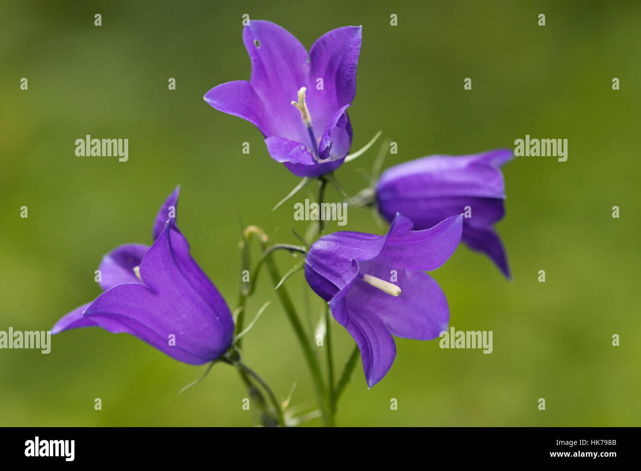 Di latifoglie (Harebell Campanula rhomboidalis) Foto Stock