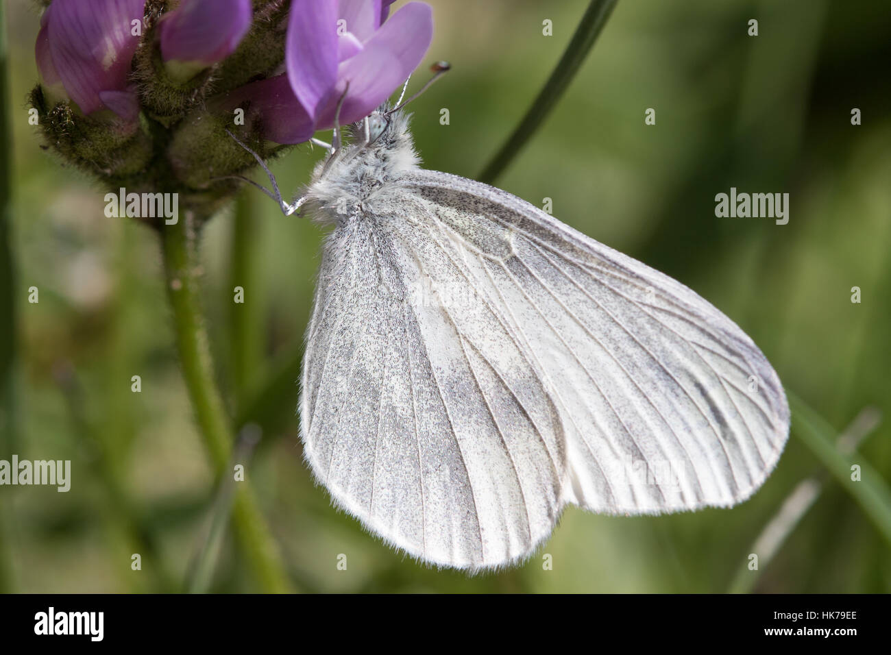 Legno bianco / Real legno bianco (Leptidea sinapis / L. reali) riposo sotto un fiore Foto Stock