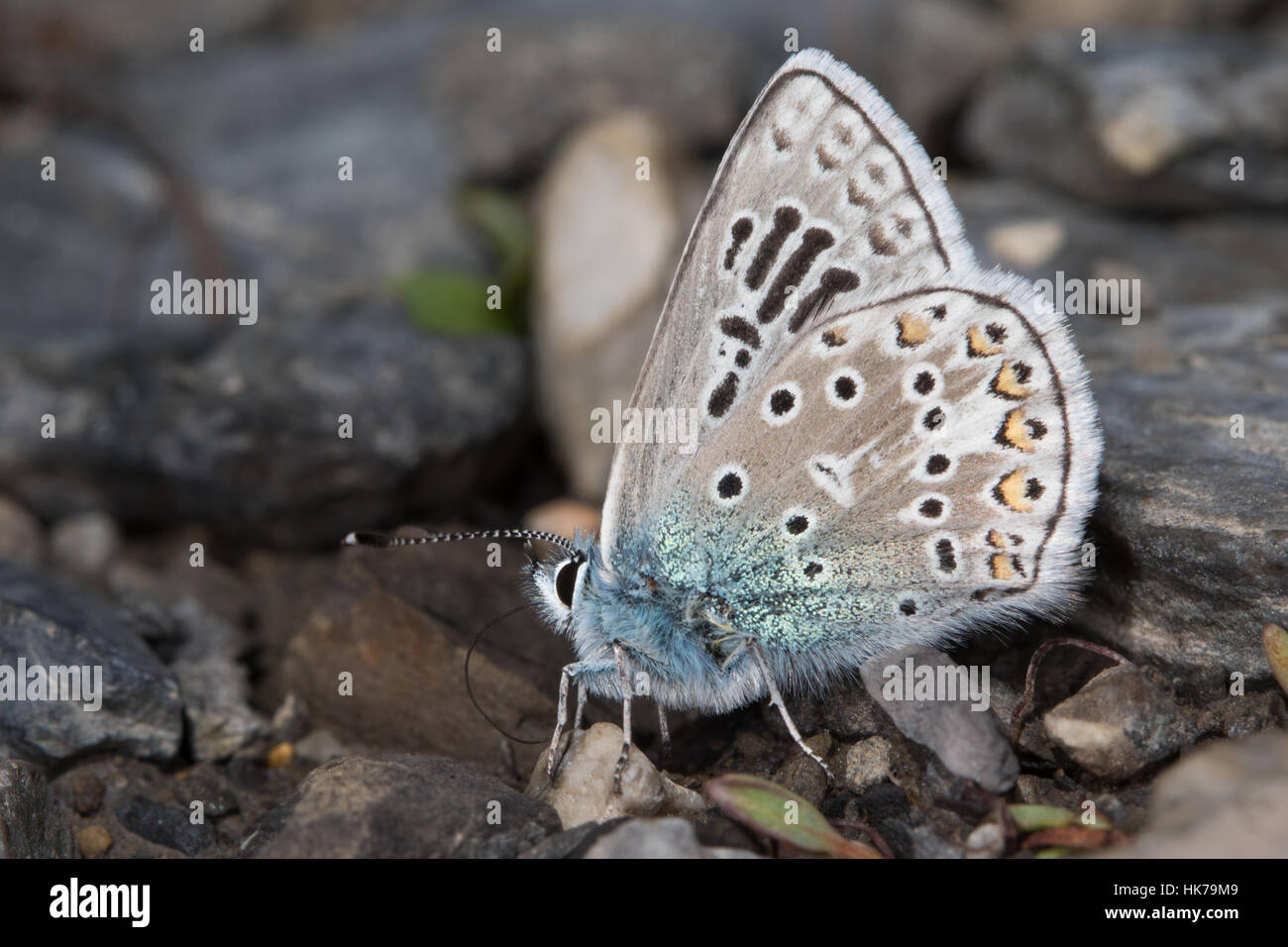 Comune aberrante blu (Polyommatus icarus) farfalla alimentazione su minerali dal terreno umido Foto Stock