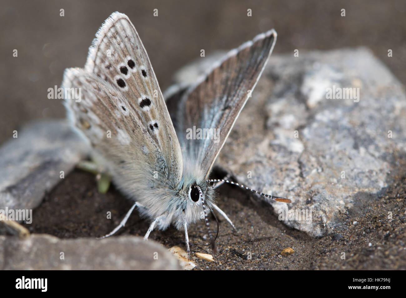 Glandon blu (Plebejus glandon) farfalla alimentazione su minerali dal terreno umido Foto Stock