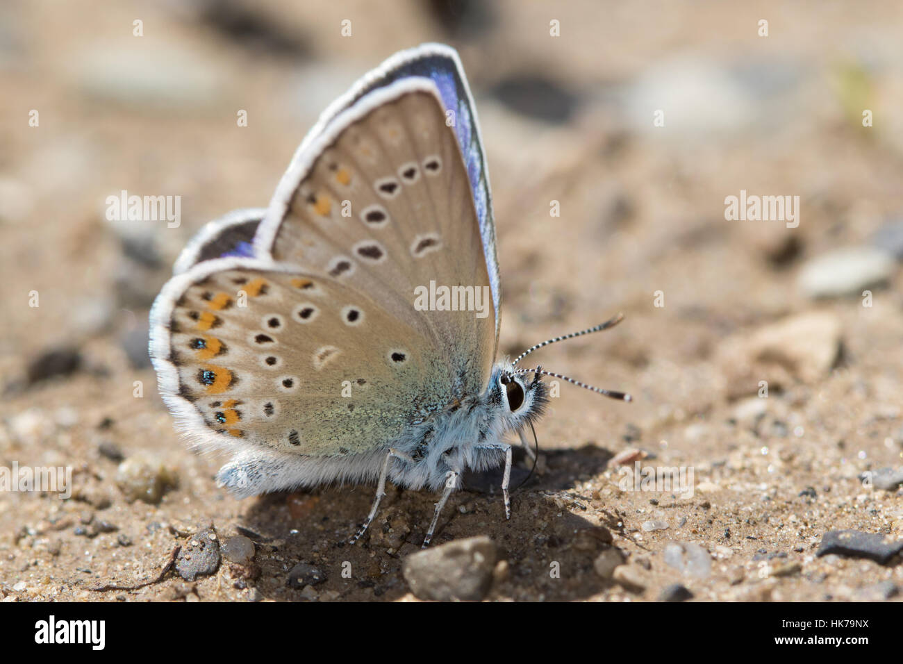 Idas blu (Plebejus idas) farfalla alimentazione su minerali dal terreno umido Foto Stock