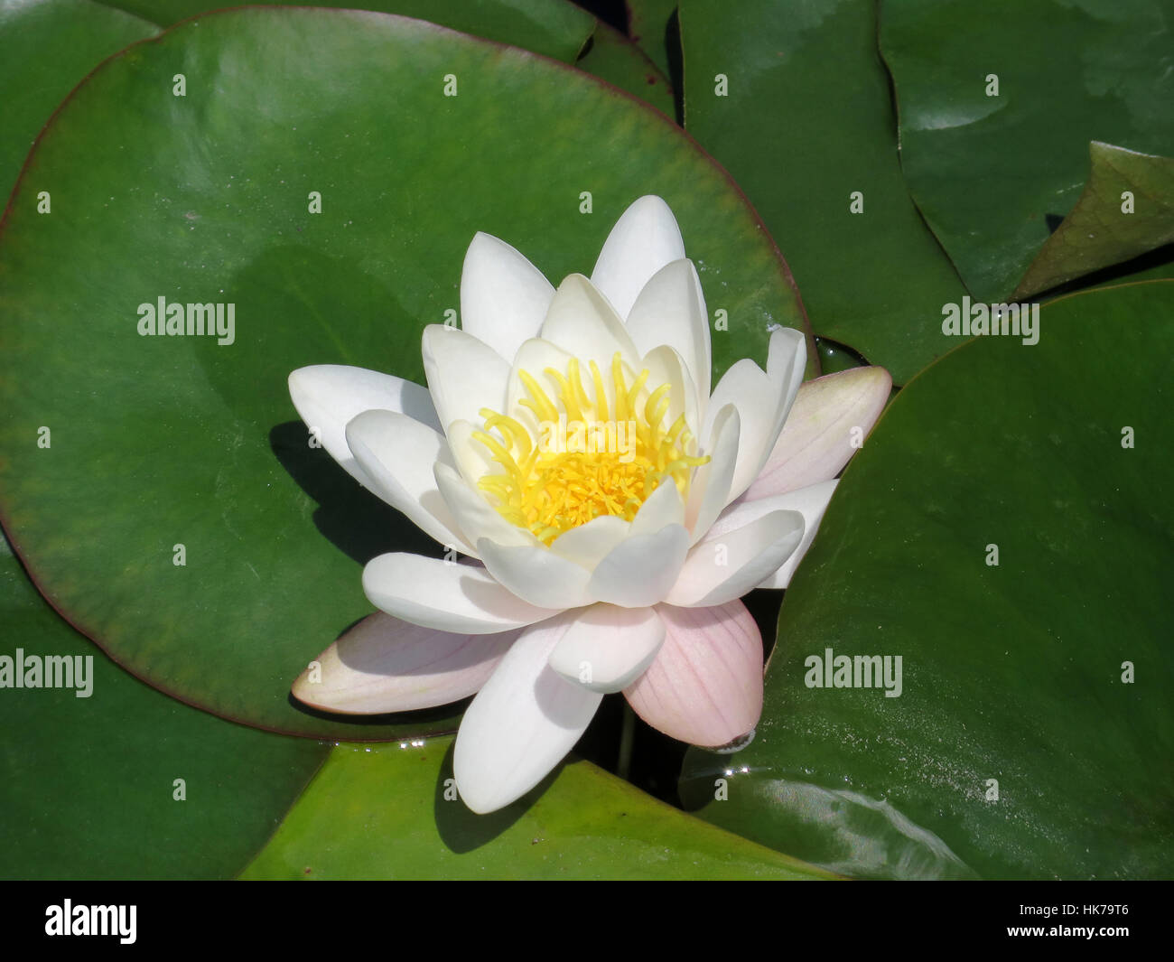White water lily - nymphaea Foto Stock