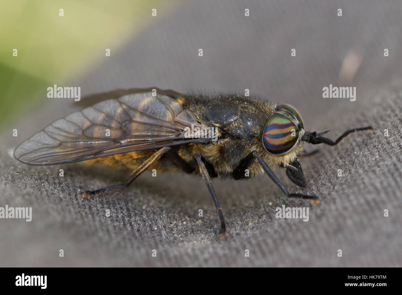 Femmina-pelose zampe (Horsefly Hybomitra bimaculata) mordere umani attraverso il tessuto Foto Stock