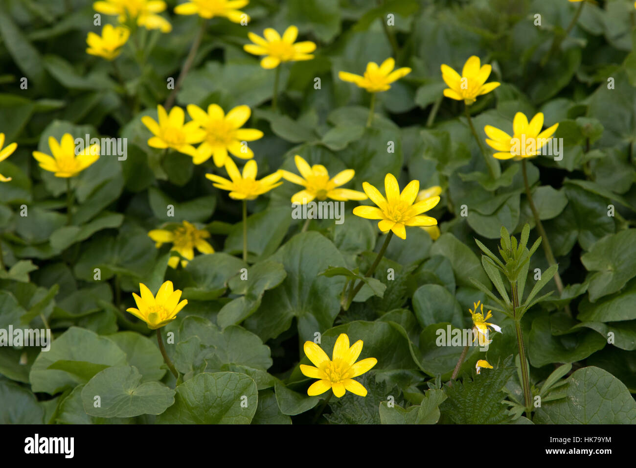 Lesser Celandine (Ranunculus ficaria) Fiori Foto Stock