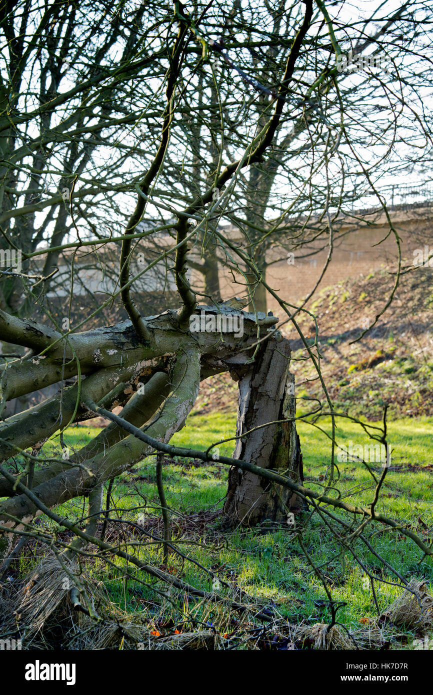 Caduto Ippocastano (Aesculus hippocastanum) che mostrano i risultati di sanguinamento batteriosi vascolare, Staffordshire, Regno Unito Foto Stock