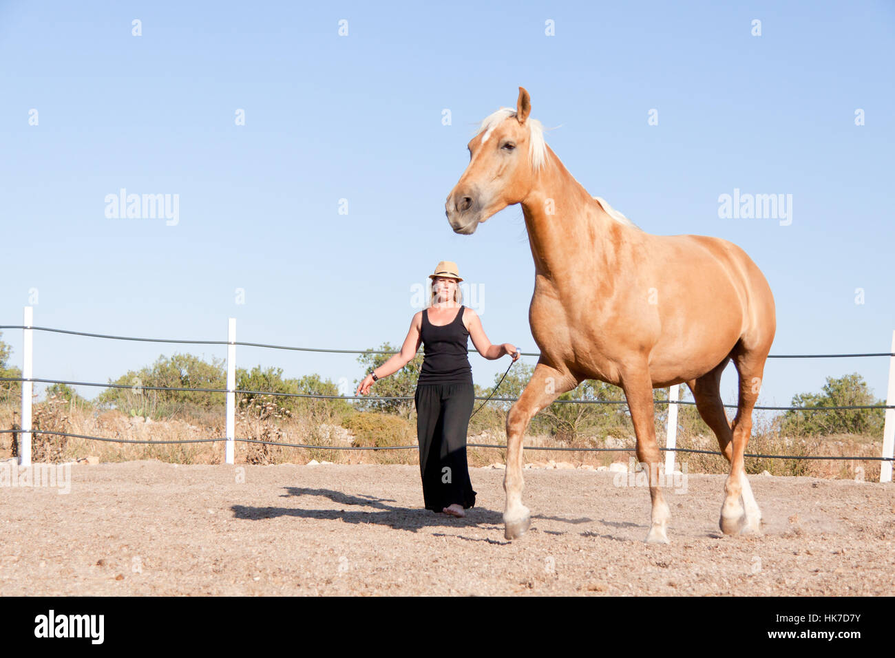 Cavallo bianco in addestramento immagini e fotografie stock ad alta  risoluzione - Alamy