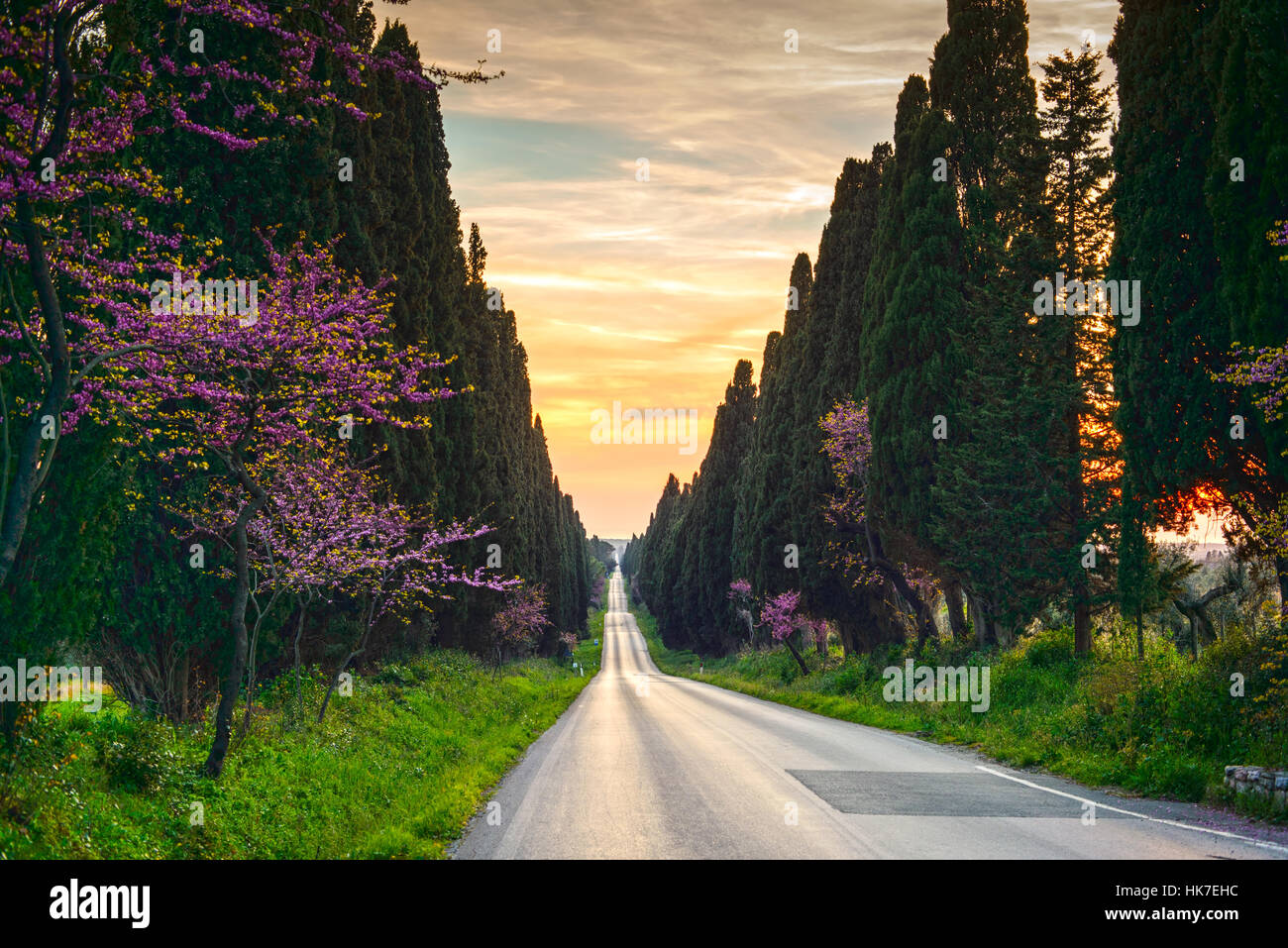 Bolgheri famosi cipressi alberi viale rettilineo orizzontale. Punto di riferimento della Maremma Toscana, Italia, Europa. Questo boulevard è famosa per il Carducci poesia. Foto Stock