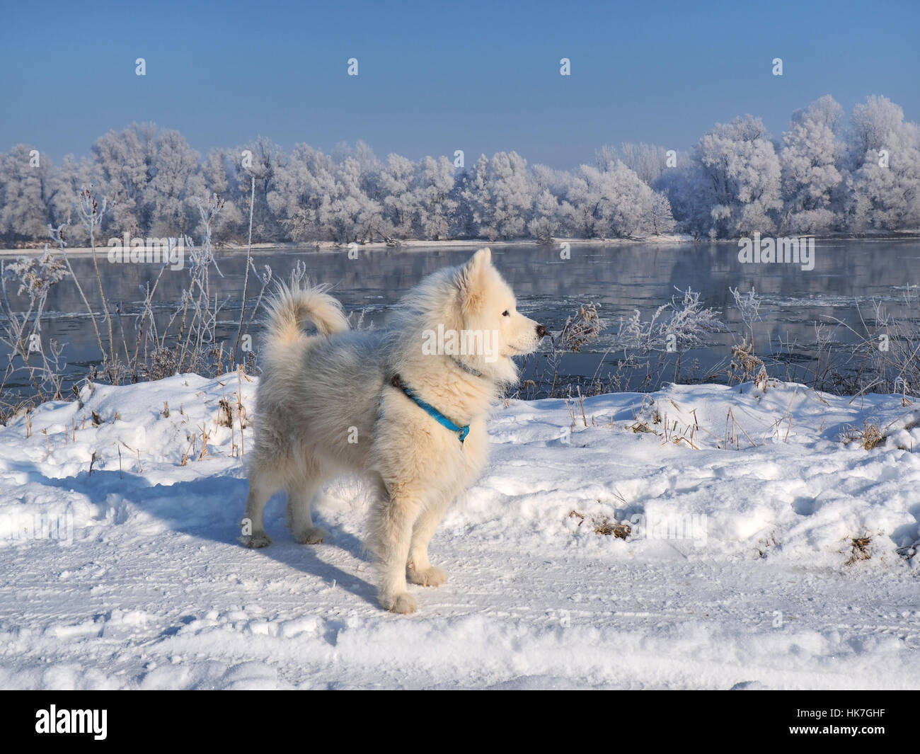 Husky bianco e il paesaggio invernale, fiume sotto il ghiaccio e rami di alberi ricoperti di brina Foto Stock
